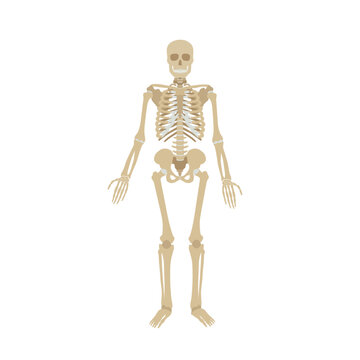 Human skeleton on a white background. Simple illustration of the structure of the human body.