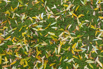 Background - fallen leaves of weeping willow on the grass in mid November