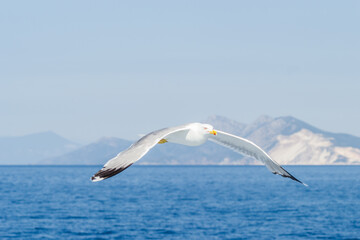 A sea gull with a full wingspan soars in the clear blue sky.