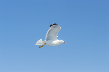 A sea gull with a full wingspan soars in the clear blue sky.