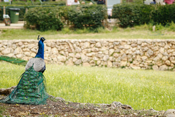 Obraz premium peacock in the garden