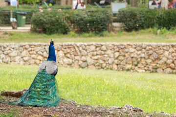 Obraz premium peacock in the park