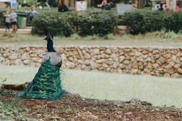 Obraz premium peacock