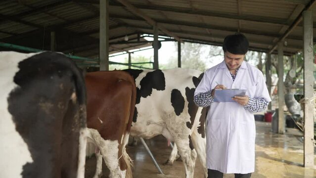 Vet or agricultural scientist in white coat and with clipboard giving instructions in farm cowshed and looking at dairy cows eating hay installs.