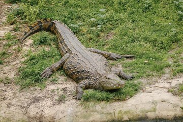 alligator in the grass