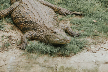 alligator in the swamp