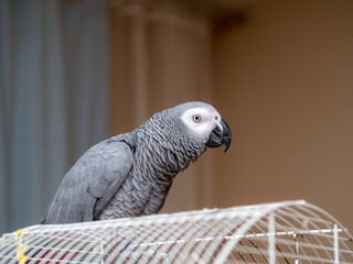 parrot on the cage