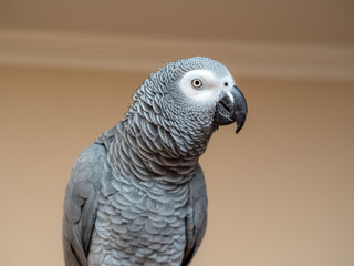 portrait of a parrot