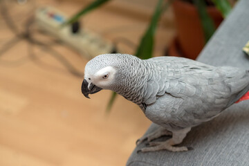 portrait of domestic parrot Jaco