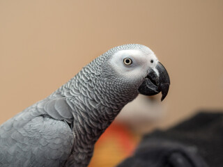 Obraz premium domestic parrot Jaco close up
