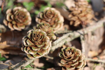 Tannenzapfen auf Waldboden