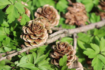 Tannenzapfen auf Waldboden