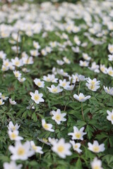 G&auml;nsebl&uuml;mchen Wiese