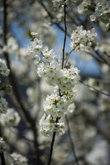 closeup of cherry blossom branch on blue sky background