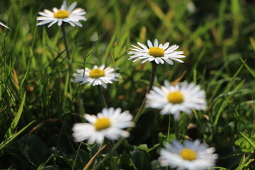 G&auml;nsebl&uuml;mchen