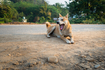 A brown stray dog yawning while sitting on a dusty road in India