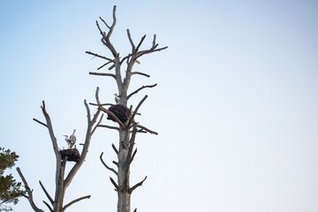 artificial birds in a homemade nest as a decoration to attract the attention of tourists to remote wild places
