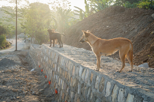 Dehradun, uttarakhand - India. A group of stray dogs standing on a stone wall.