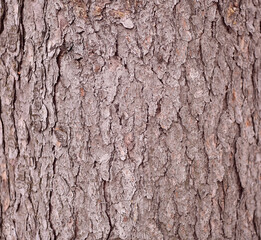 relief texture of the bark of the tree. tree bark background