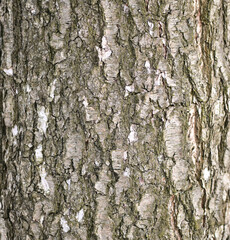 relief texture of the bark of the tree. tree bark background