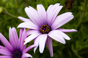 Fototapeta premium Garden anemone