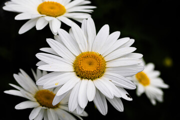 daisies on black