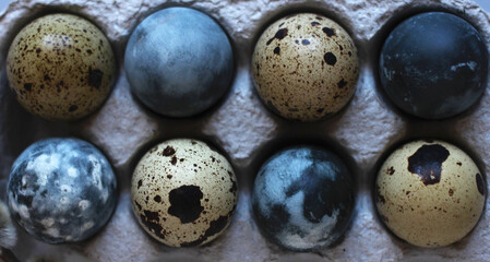 Easter dyed quail eggs in cells in rows