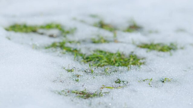 Field of winter wheat under the snow. Agriculture seasons background. Rack focus.