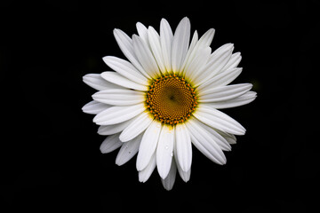 daisy on black