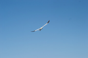 A sea gull with a full wingspan soars in the clear blue sky.