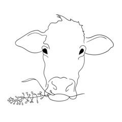 White bull on a white, Cow on white background