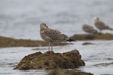 Seagull on a rock