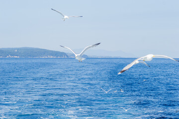 White seagulls fly in the blue sunny sky above the crystal blue sea.