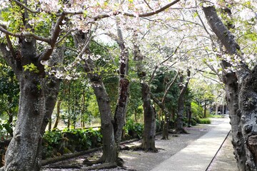 Obraz premium 桜