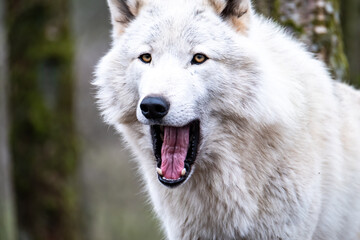 Close up of an adult white wolve roaming in the forest