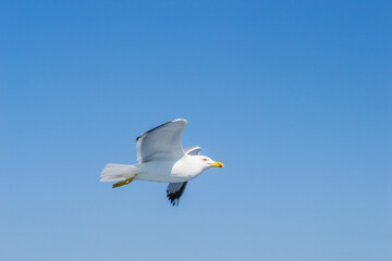 A sea gull with a full wingspan soars in the clear blue sky.