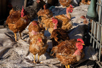 Domestic animals in the village.