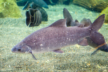 the closeup image of Grass-eater (Distichodus rostratus), present from Senegal to the Chad basin.