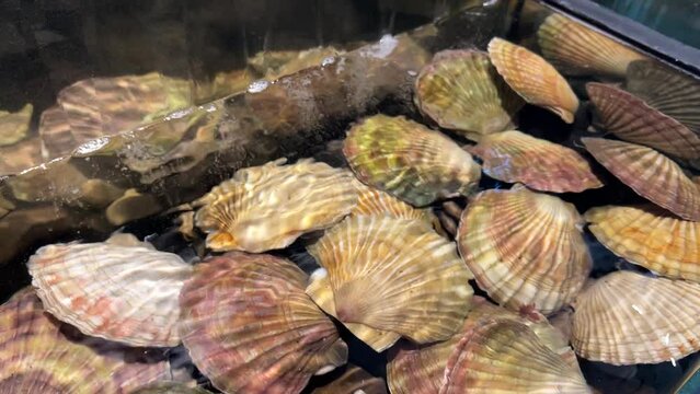 Sea shell scallop in the running water of the restaurant aquarium. The most delicious seafood delicacy 