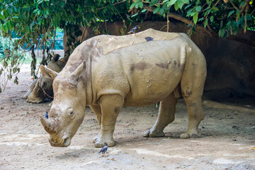A muddy white rhinoceros (Ceratotherium simum). It is the largest extant species of rhinoceros. It has a wide mouth used for grazing and is the most social of all rhino species. © Danny Ye
