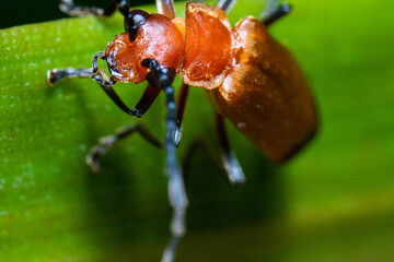 an orange-colored bug standing on the top of a green leaf