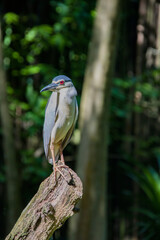 The black-crowned night heron (Nycticorax nycticorax)  is a medium-sized heron found throughout a large part of the world, except in the coldest regions and Australasia.