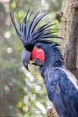 The palm cockatoo (Probosciger aterrimus) is a large smoky-grey or black parrot of the cockatoo...