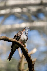 The bar-shouldered dove (Geopelia humeralis) is native to Australia and southern New Guinea.
The dove has a blue-grey breast with chequered brown-bronze wings.
