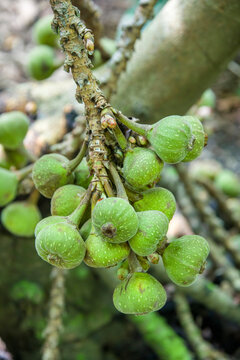 The fruit of Ficus auriculata (Roxburgh fig), is a type of fig tree, native to Asia,  noted for its big and round leaves.
The fresh fruit of this plant are consumed as food.