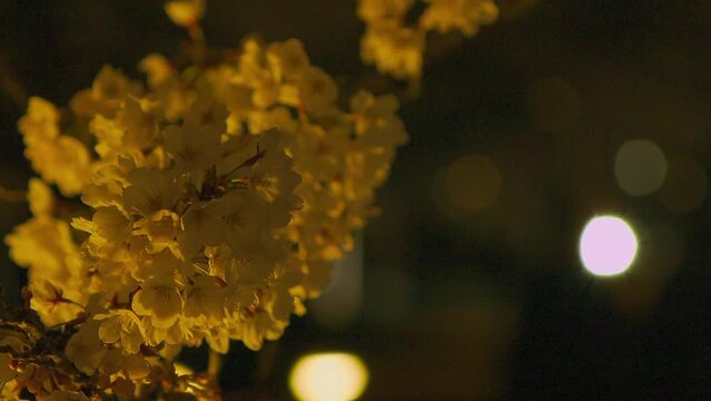 夜桜(富山市・松川べり)