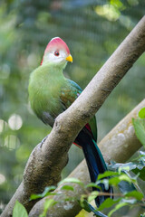 The red-crested turaco (Tauraco erythrolophus) is a turaco, a group of African Otidimorphae birds. It is a frugivorous bird endemic to western Angola. 