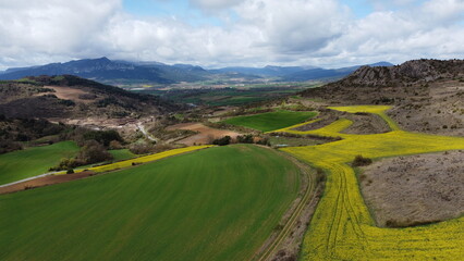 Fototapeta na wymiar aerial view of rapeseed fields seen from above 