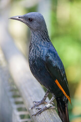 A female Red-winged starling closeup image.
A bird of the starling family Sturnidae native to eastern Africa. An omnivorous, generalist species, it prefers cliffs and mountainous areas for nesting