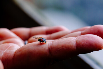 Ladybird on a palm